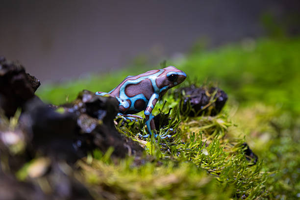 istock Vibrant Blue Poison Dart Frog Close-Up 2245351551