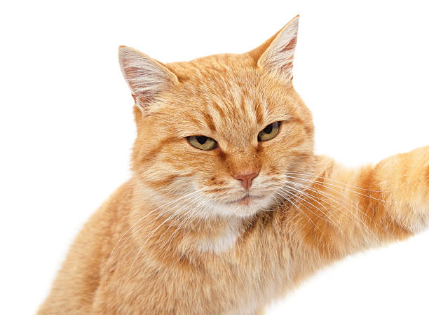 istock The cat poses as if taking a selfie. 2245352297
