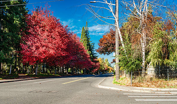 istock Seatac Streetside Autumn Trees 5 2245352974