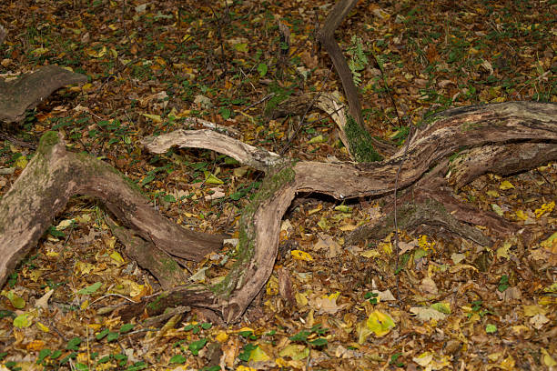 A twisted, moss and lichen-covered dry tree root lies on the forest floor, heavily covered in fallen autumn leaves. This natural still life emphasizes the texture and detail of wild nature in the somber season.
