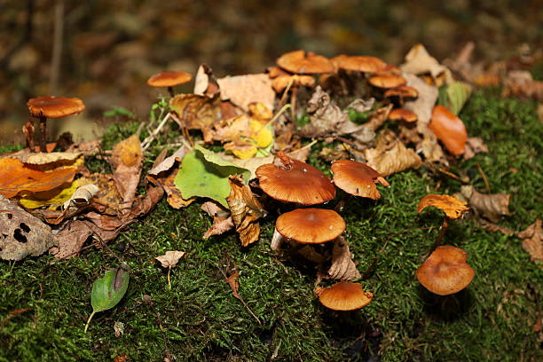 istock Bright brown fungi (likely mushrooms) sprout from a fallen tree trunk covered in green moss, surrounded by dry autumn foliage. Warm sunlight illuminates the scene, creating a cozy late-autumn forest atmosphere. 2245353871