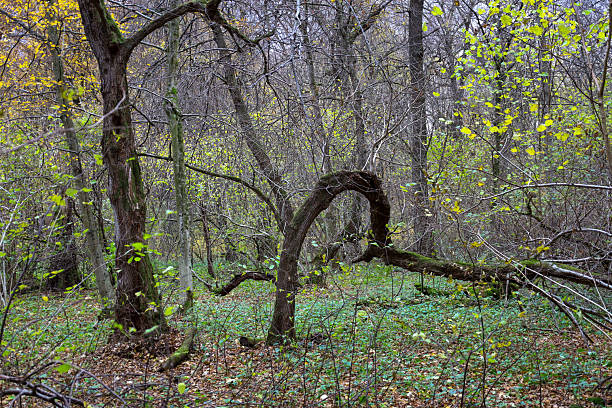 Autumn colors in woodland