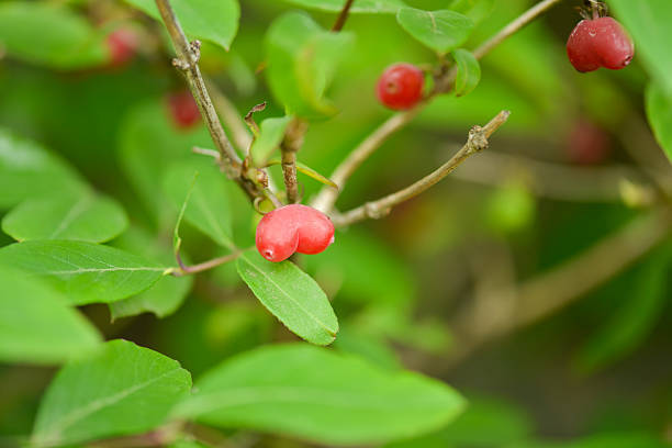Lonicera harae, the Hara’s honeysuckle, a deciduous shrub with hairy leaves and stems growing among rocks in sunny Korean mountain forests. Photographed in Korea.
