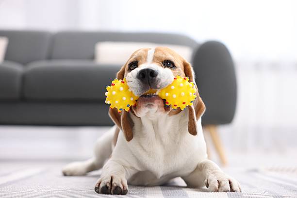 istock Cute Beagle dog chewing pet toy on floor indoors 2245358636