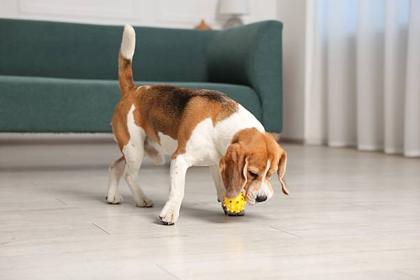 istock Cute Beagle dog playing with toy at home 2245358790