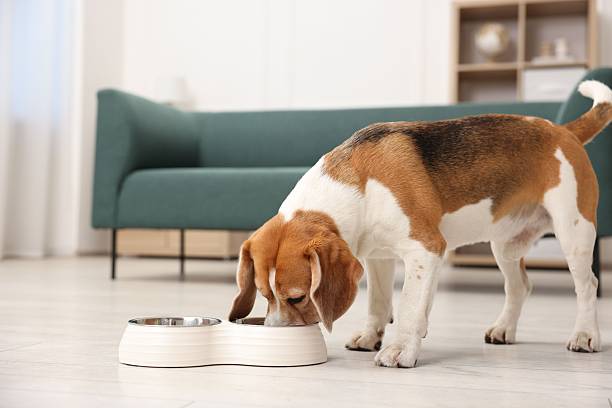 istock Cute Beagle dog eating from feeding bowl on floor at home. Space for text 2245358792