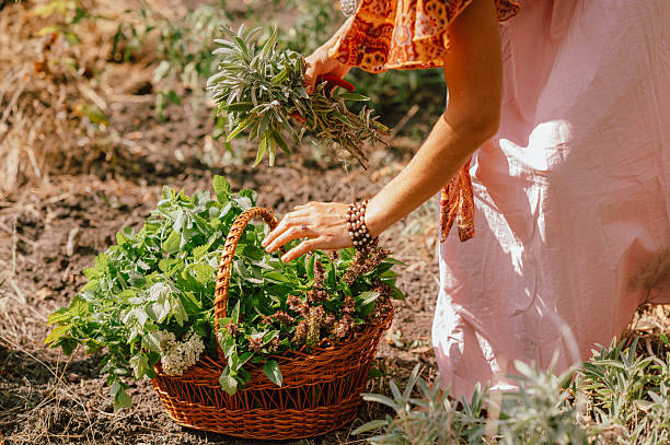 istock herbs ready for sale, various aromatic herbs spread on soil surface for culinary or market purposes 2245362652