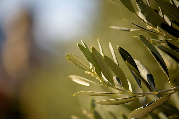 istock Close-Up of Olive Tree Leaves 2245363267