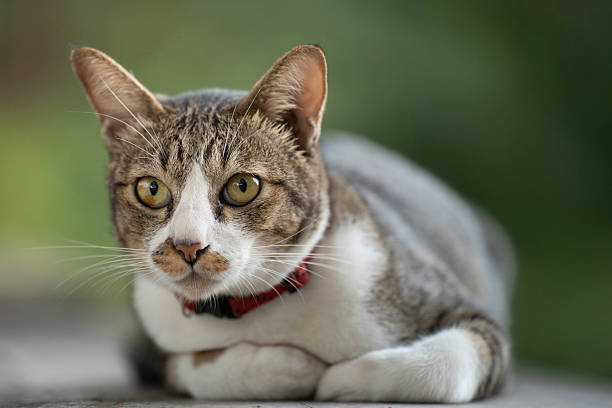 istock A cute kitten is in the garden and the morning light. 2245363914