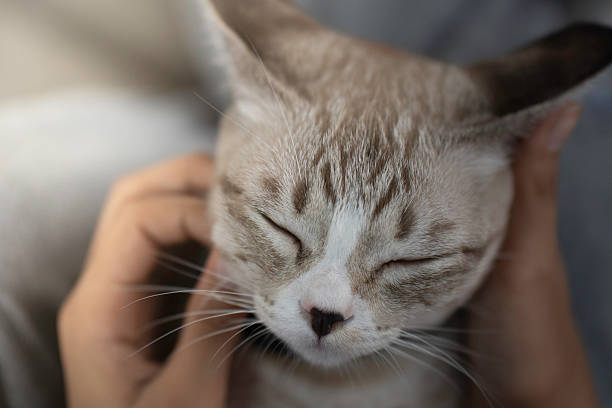 istock A cute kitten is in the garden and the morning light. 2245363968