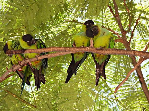 istock Nanday Parakeets (Aratinga nenday) - perched in a Royal Poinciana tree 2245364761
