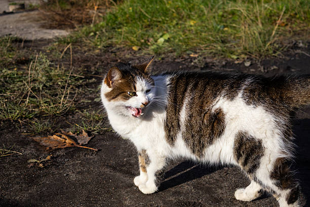 istock A playful cat stands on a path, sunlight highlighting its fur and surroundings. The cat appears curious, surrounded by grass and leaves 2245365832