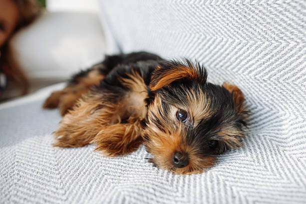 Love between pet and little owner, little and Yorkshire Terrier puppy cuddling at house