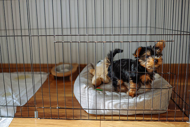 istock Yorkshire Terrier puppy inside a large cage playpen. 2245367187