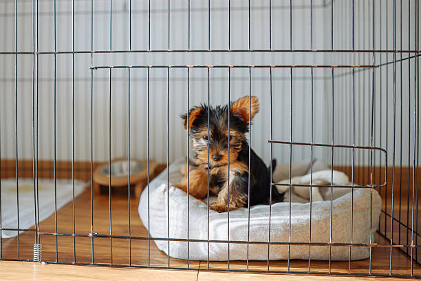 istock Yorkshire Terrier puppy inside a large cage playpen. 2245367302