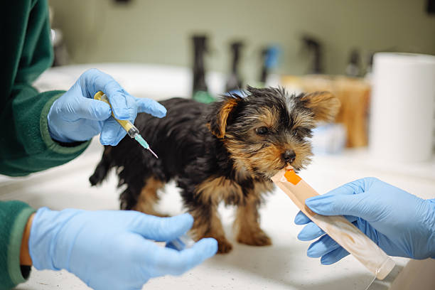istock Veterinarian giving a dog a vaccine shot 2245367608