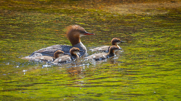 istock Merganser family out for a Swim 2245367644