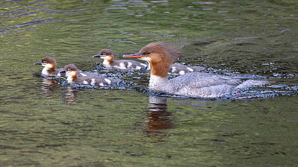istock Merganser family out for a Swim 2245367655