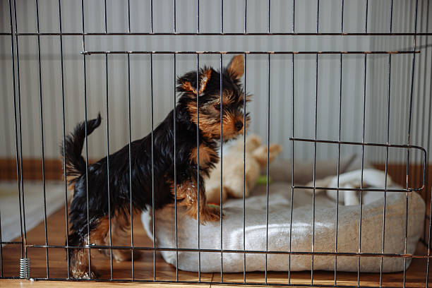 istock Yorkshire Terrier puppy inside a large cage playpen. 2245367732