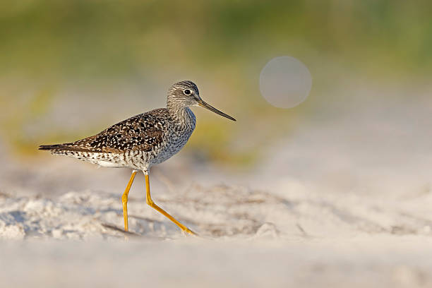 istock Greater yellowlegs (Tringa melanoleuca) on the beach. 2245369214