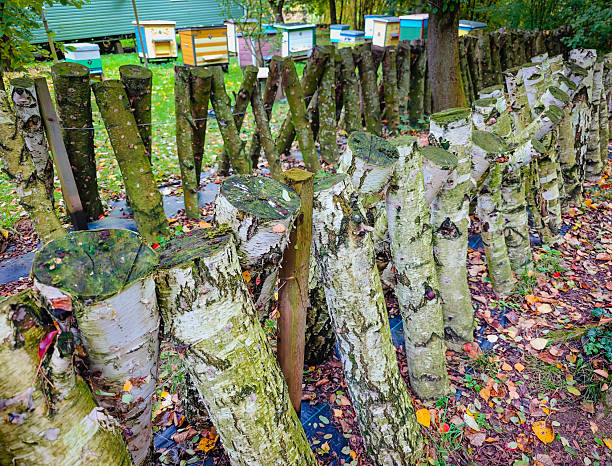 Shiitake mushrooms growing on birch logs in a humid environment. Close up photo of organic mushrooms growing on trees