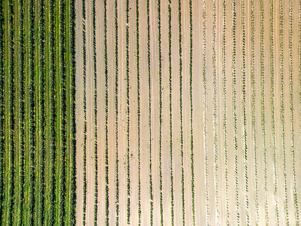 istock Top-down aerial view of currant and grape plantation with geometric field patterns 2245373215
