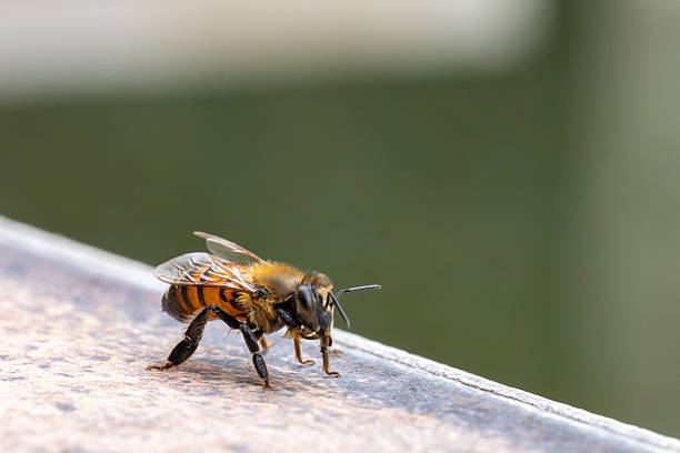 istock Macro shot of a bee on a Brigh surface 2245373559
