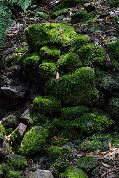 istock Green moss growing on rocks in a forest floor 2245375152