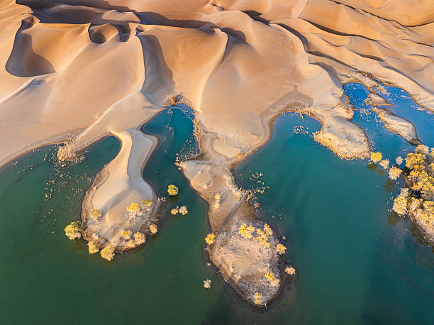 Golden Populus euphratica trees grow along the edges of turquoise desert lakes surrounded by desert dunes in Bayingolin, Xinjiang, China. The aerial view highlights the vibrant contrast between water and desert in this arid land.