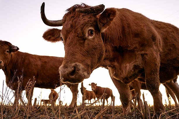 Close up of a cow staring at the camera