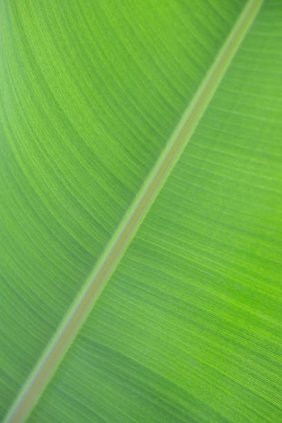 A blurred background of green leaves