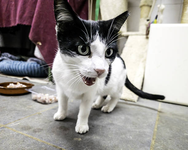 istock Stray cats in the street 2245380377