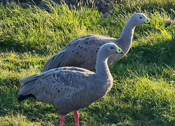 Close up of goose bird species at Phillip Island with natural grass