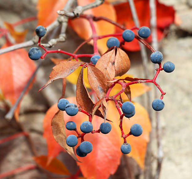 Wild five-leafed grapes (Parthenocíssus quinquefolia) grow in nature in autumn
