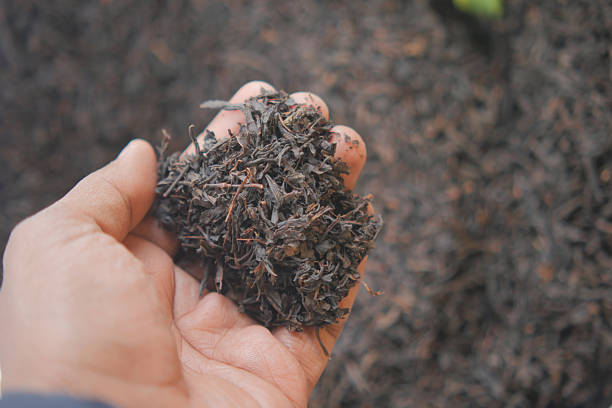 istock Hand holding freshly harvested black tea leaves from a farm 2245383741
