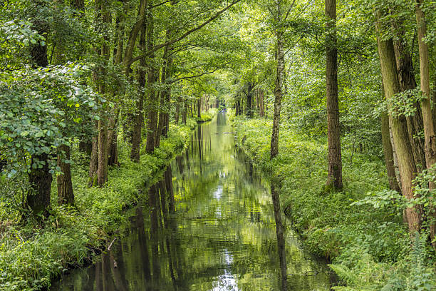 Deep forest.