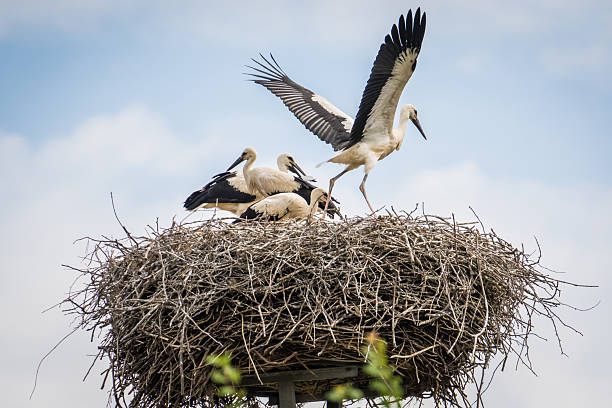 istock Stork's nest in the Spreewald 2245385529