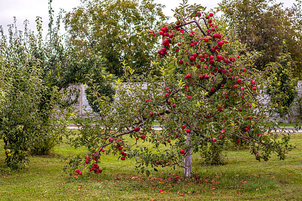Red apples on a tree.Ripe Apples in the Apple Orchard before Harvesting. Apple orchard. Basket of Apples.Morning shot