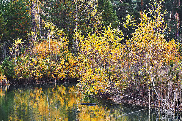 Yellow green autumn color trees with water lake reflection