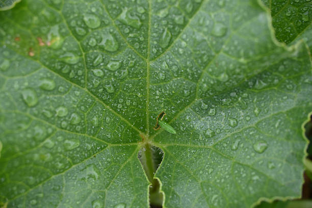 Detailed Macro View of a Fresh Green Squash Leaf Covered in Raindrops