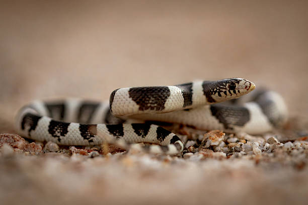 istock California kingsnake 2245389116