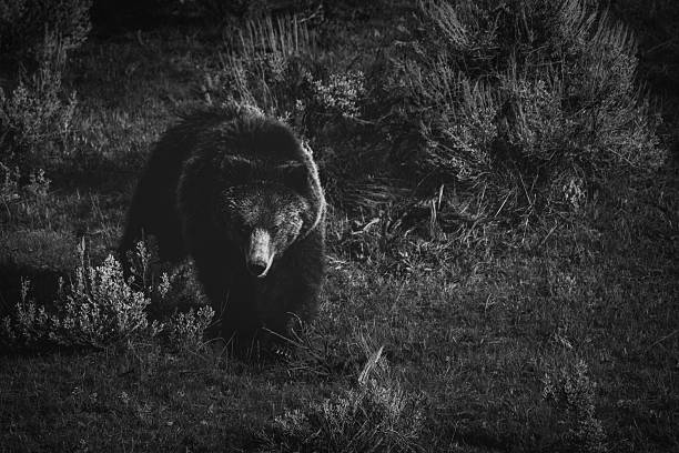 istock Grizzly Bear in Yellowstone National Park 2245390383