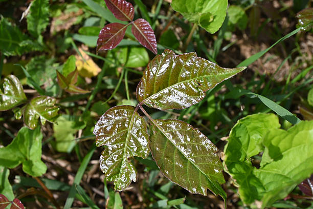 Poison ivy (Toxicodendron radicans) at a forest edge in Connecticut. The saying is, \