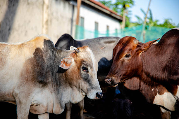 istock Cattle in a Rural Farmyard Under Morning Light 2245391257