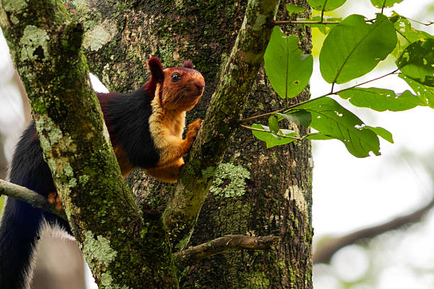 Indian giant squirrel or Malabar giant squirrel (Ratufa indica) is a large multi-coloured tree squirrel species endemic to forests and woodlands in India. It is a diurnal, arboreal, and mainly herbivorous squirre