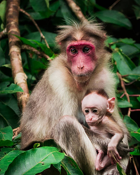 Satpura National Park is located in the central highlands of Madhya Pradesh and has shown an increasing population of tiger, year on year, together with a healthy prey base and complement of birdlife and wildlife. The tiger reserve lies south and east of the Tawa Reservoir and to the west of Pachmarhi plateau.