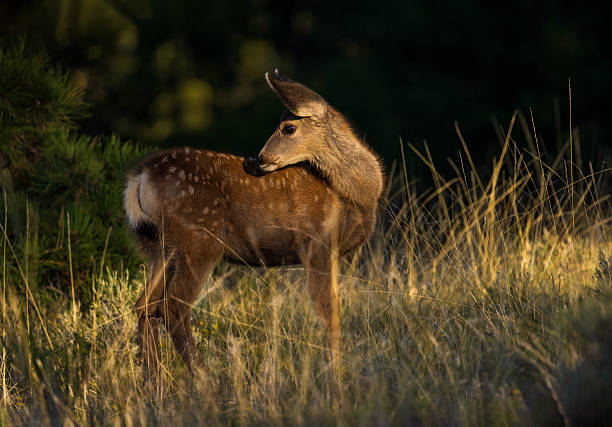 Mule deer fawn doe with it's head back standing in a golden tall grass meadow in the late afternoon golden sunset light, Wet Mountains, Colorado, USA.