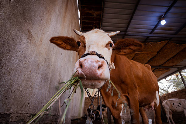 A close-up of a brown cow eating grass in a barn, showcasing its face and features