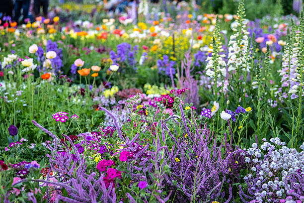 istock Enchanting landscape, spring bloom colors, Toowoomba, Queensland 2245397580