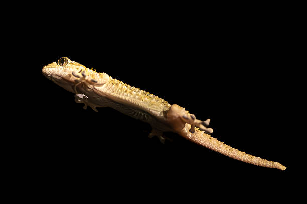 Diagonal view of a gecko on black background. Fine art reptile macro photograph showing anatomy, symmetry, and delicate texture in natural studio light.